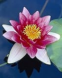 Nymphaea 'Attraction' – Seerose – Winterhart – Zone 4 – ⌀11 cm - 25-35 cm