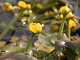 WASSERPFLANZEN WOLFF - Nuphar lutea im PFLANZKORB - Mummel - gelbe Teichrose - fix und fertig einsetzbar! - heimisch - winterhart