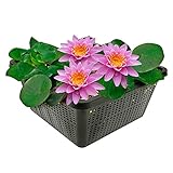 vdvelde.com - Seerose Rosa - Nymphaea Pink Opal - Große Seerose - Ausgewachsene Höhe: 10 cm - Platzierung: -10 bis -100 cm