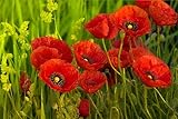 15000 Samen Klatschmohn Papaver rhoeas Blumenwiese Bienen Wiese Mohn Blume