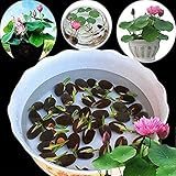 Oce180anYLVUK Lotus Seeds, 1 Beutel Lotus Seeds Non-GMO Mixed Bonsai Mini Lotus Bowl Samen Für Den Garten Schüssel Lotus Samen