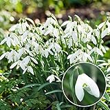 Schneeglöckchen Galanthus Woronowii/Nivalis Blumenzwiebeln (50 Zwiebeln), Winterharte mehrjährige Zwiebeln, Pflanzen aus Holland für Garten und Topf (große Knollen, kein Samen und nicht künstlich)