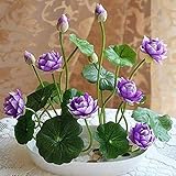 Lotus-Samen, Bonsai-Pflanzen, für Zuhause, Garten, Hydrokultur-Pflanze, Blumen-Dekor, lila, 10 Schalen, Lotus-Samen für Frauen, Männer, Kinder, Anfänger, Gärtnergeschenk