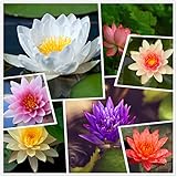 Lebende aquatische rustikale Seerosen-Blumenpflanze, gemischte Farben Bonsai-Lotus-Samen, 50+ Samen vorwurzelte aquatische Wasser-Samen