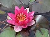 WASSERPFLANZEN WOLFF - Nymphaea 'James Brydon' im Pflanzkorb - Seerose, rot