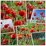 Roter Klatschmohn Blumensamen (10g = 80.000+) Einfach wachsende Outdoor Blumensamen Frühling und Herbst Rustikaler Garten für Balkongarten Topfpflanzen (10g)