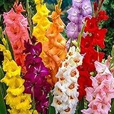 Gladiolen Mischung langstielige Papagai Gladiolen Gladiolus Blumenzwiebeln 50 Stück, Premium